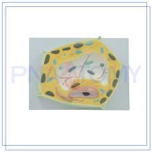 PNT-0835 enlarged plant cell model